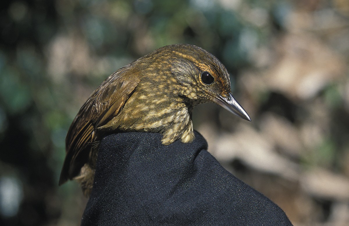 Buff-browed Foliage-gleaner - ML108070851