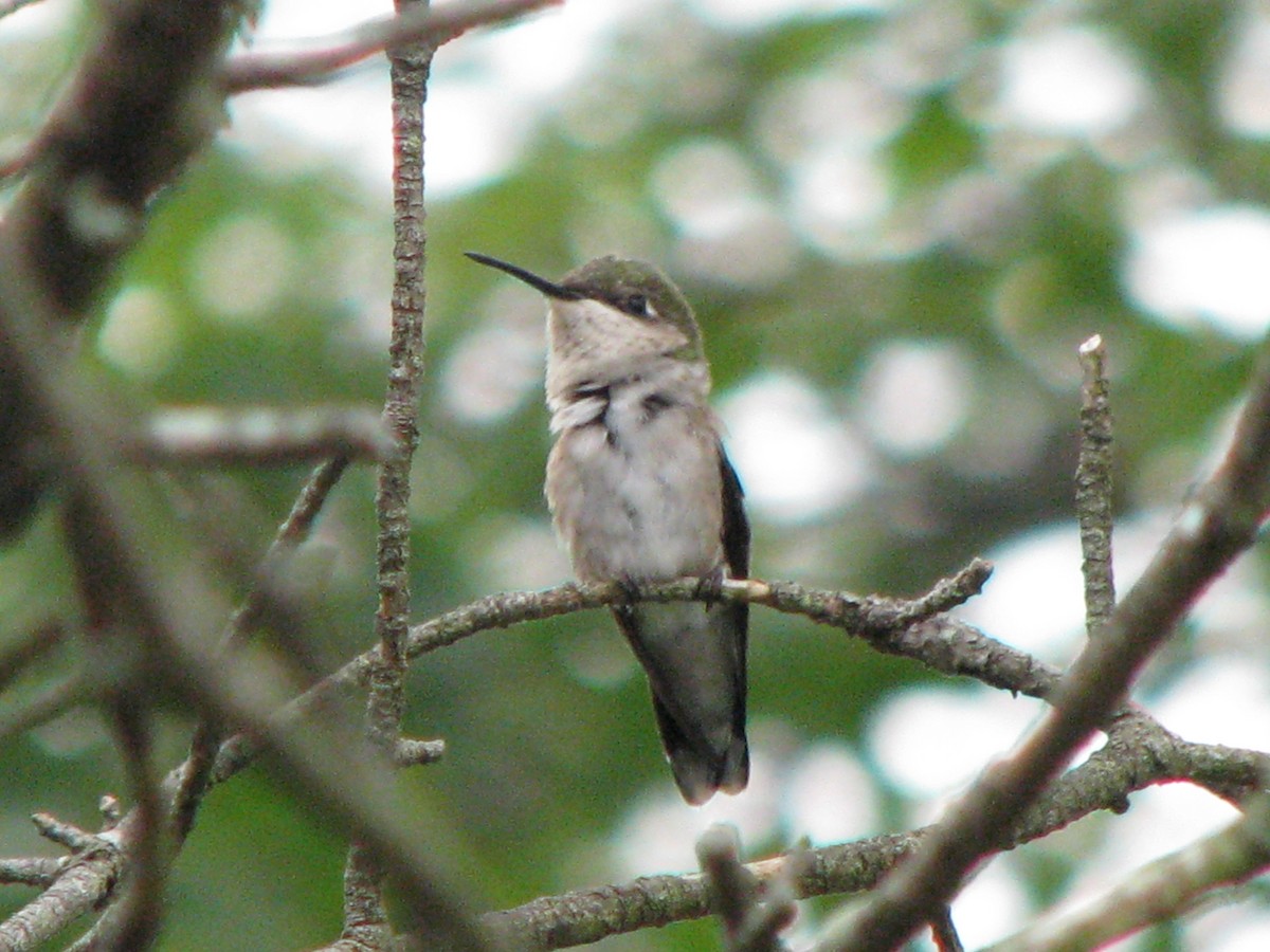 Ruby-throated Hummingbird - ML108070881