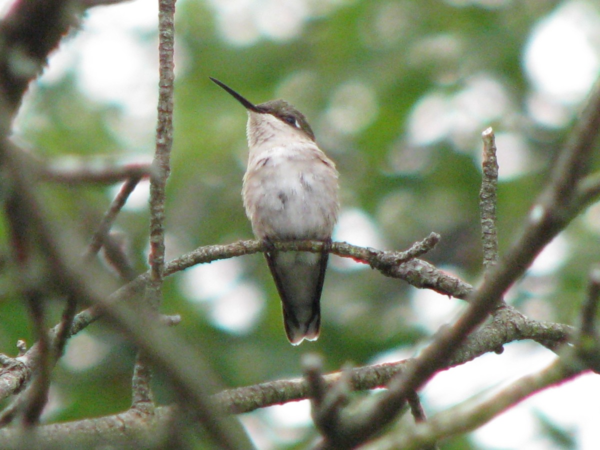 Ruby-throated Hummingbird - ML108070921