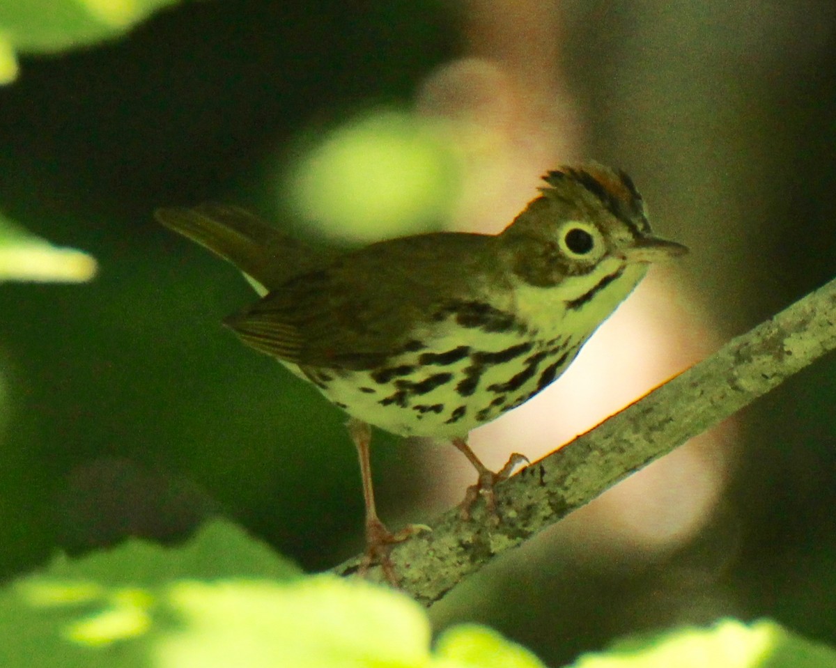 Ovenbird - ML108072421