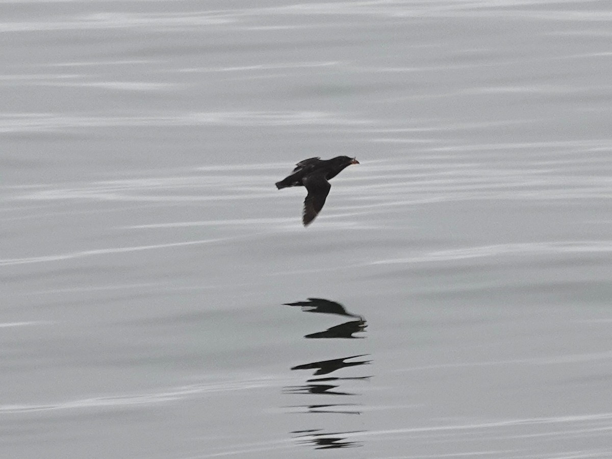 Rhinoceros Auklet - ML108073871