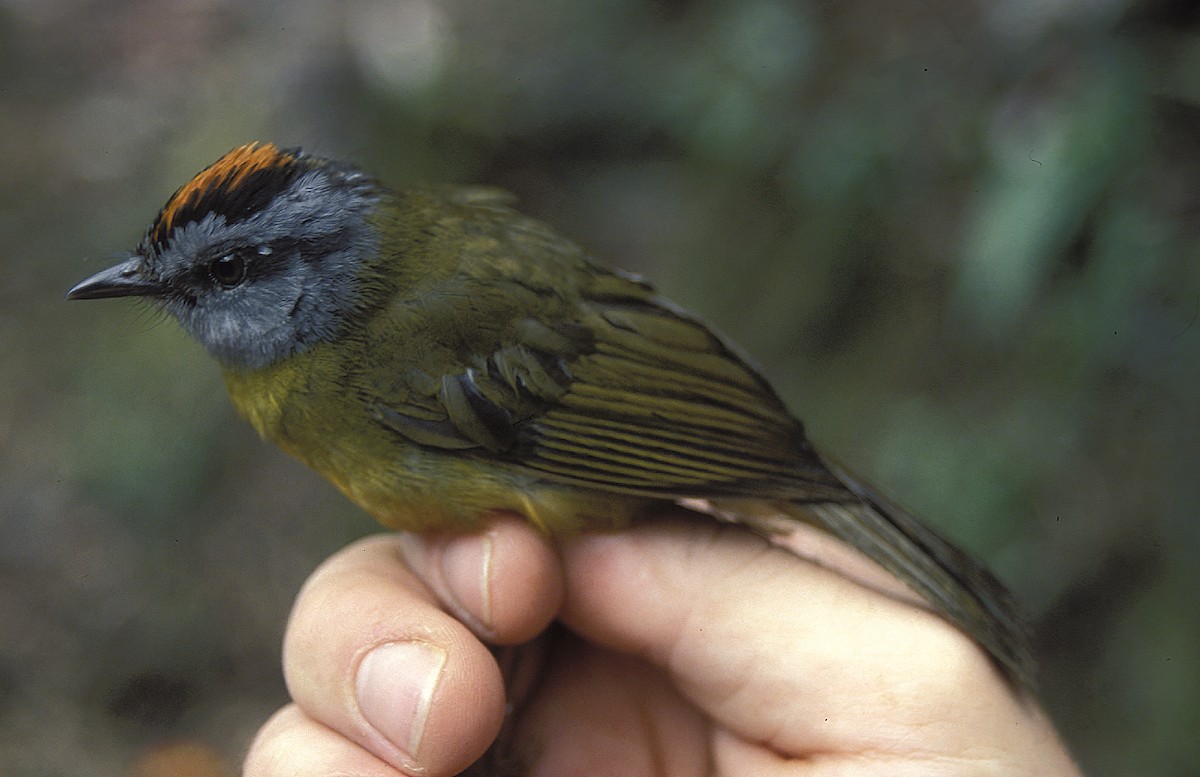 Russet-crowned Warbler - ML108074591