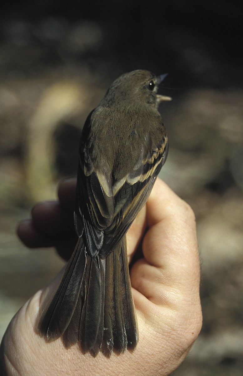 Euler's Flycatcher - ML108075471