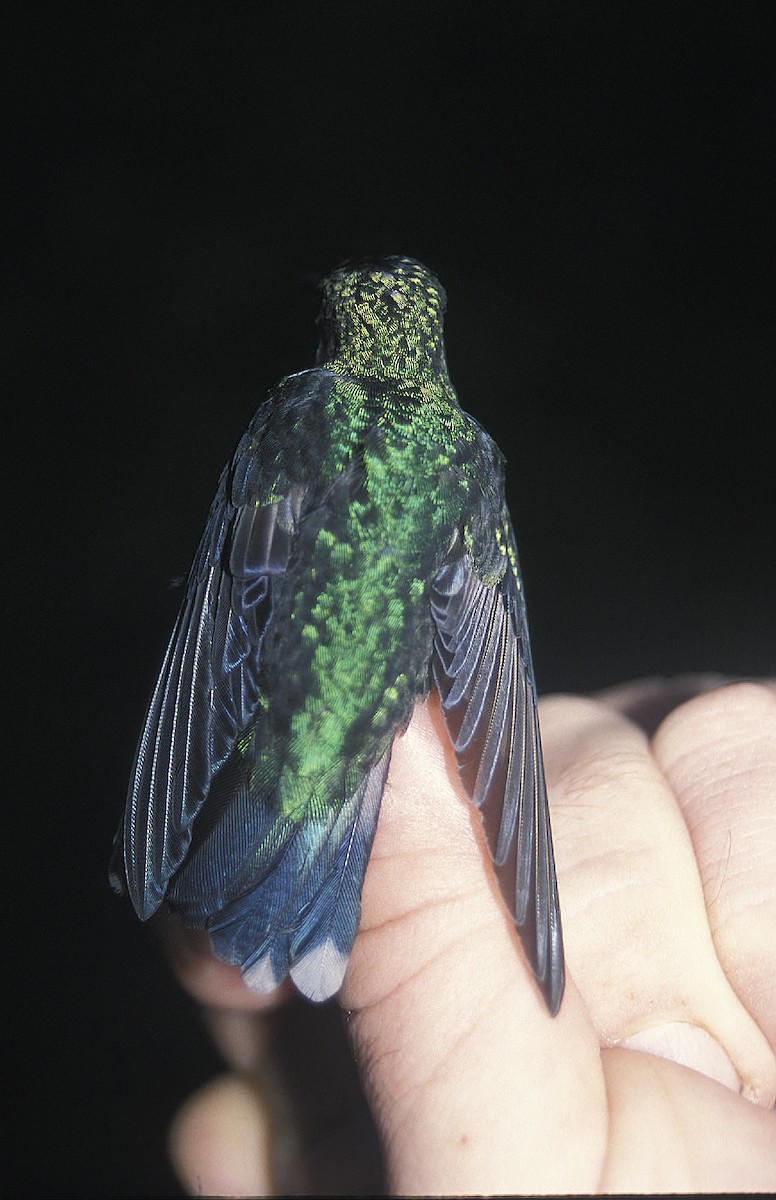 Fork-tailed Woodnymph - Fabrice Schmitt