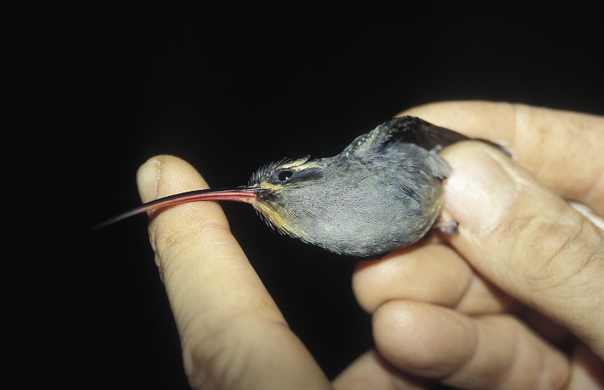kolibřík šedobřichý - ML108076001