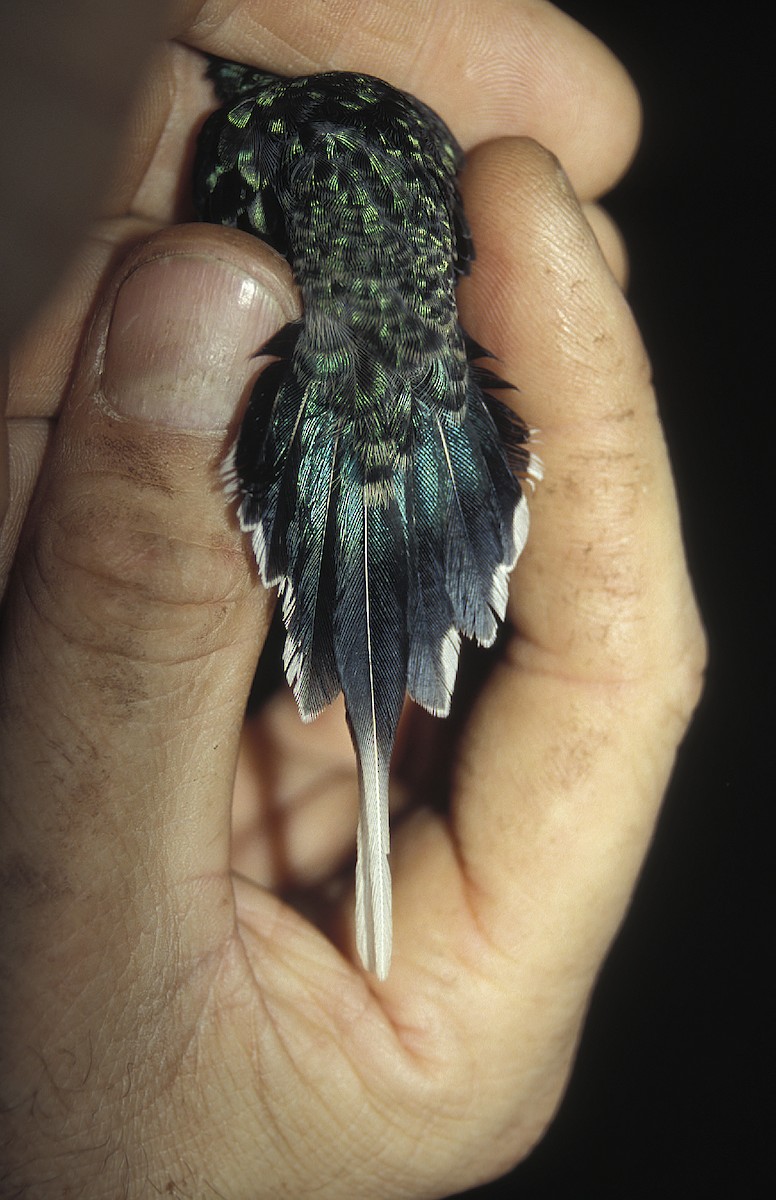 kolibřík šedobřichý - ML108076021
