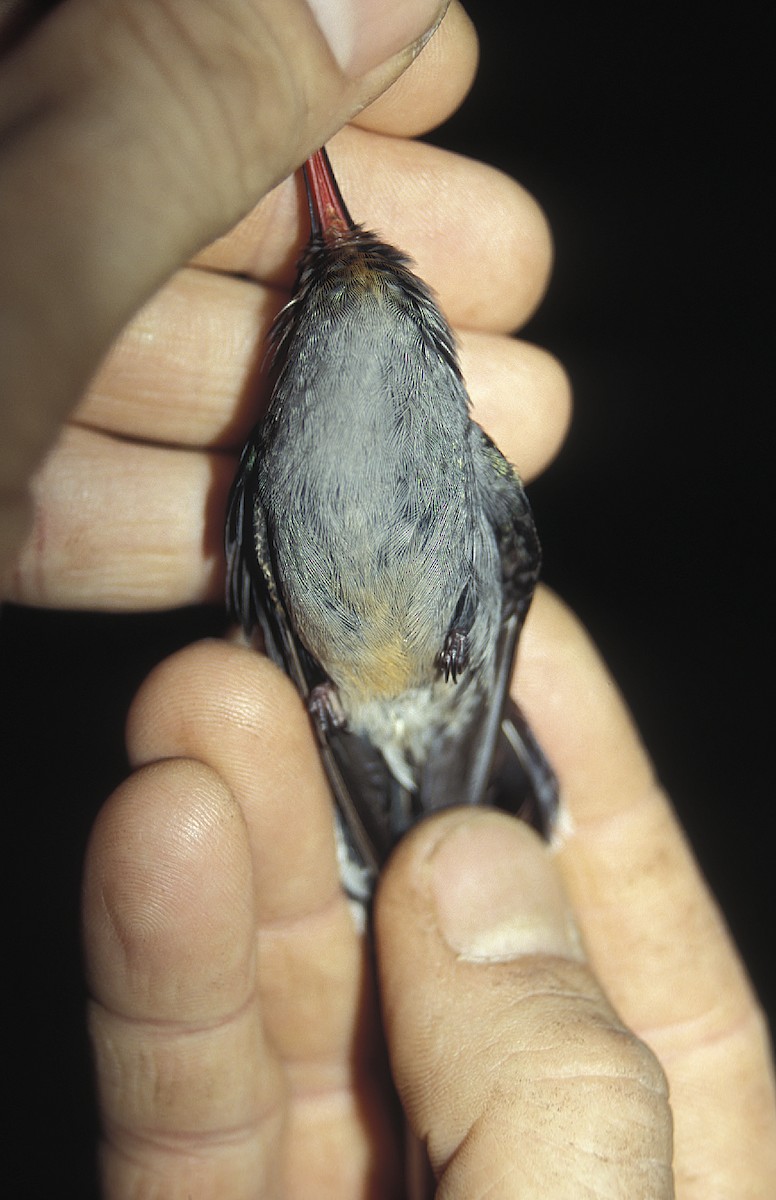 kolibřík šedobřichý - ML108076031