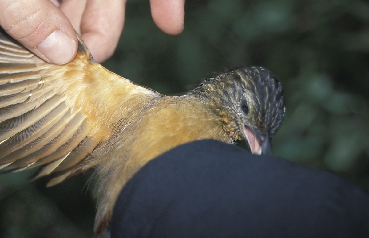 Black-billed Treehunter - ML108076071