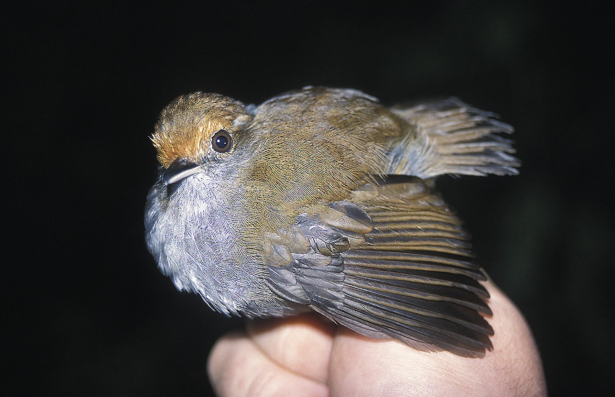 Slaty Gnateater - ML108076811