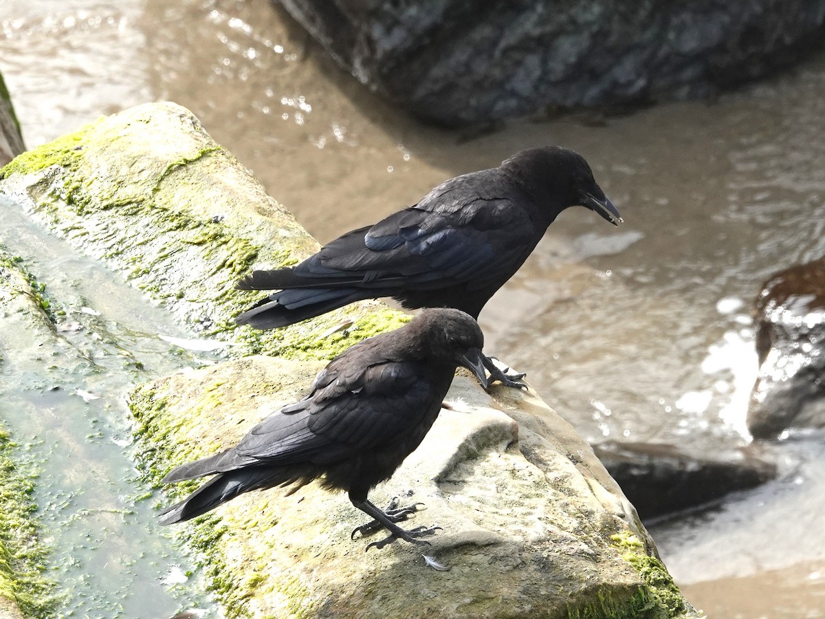 American Crow - ML108079461