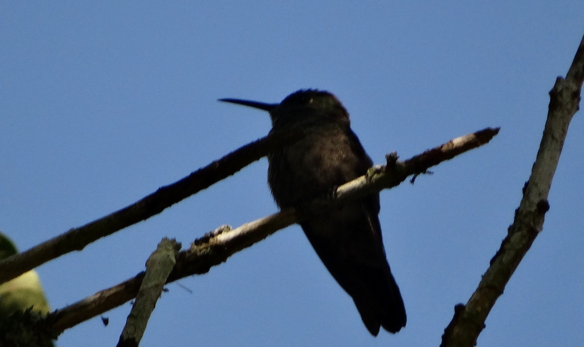 kolibřík temný - ML108079951