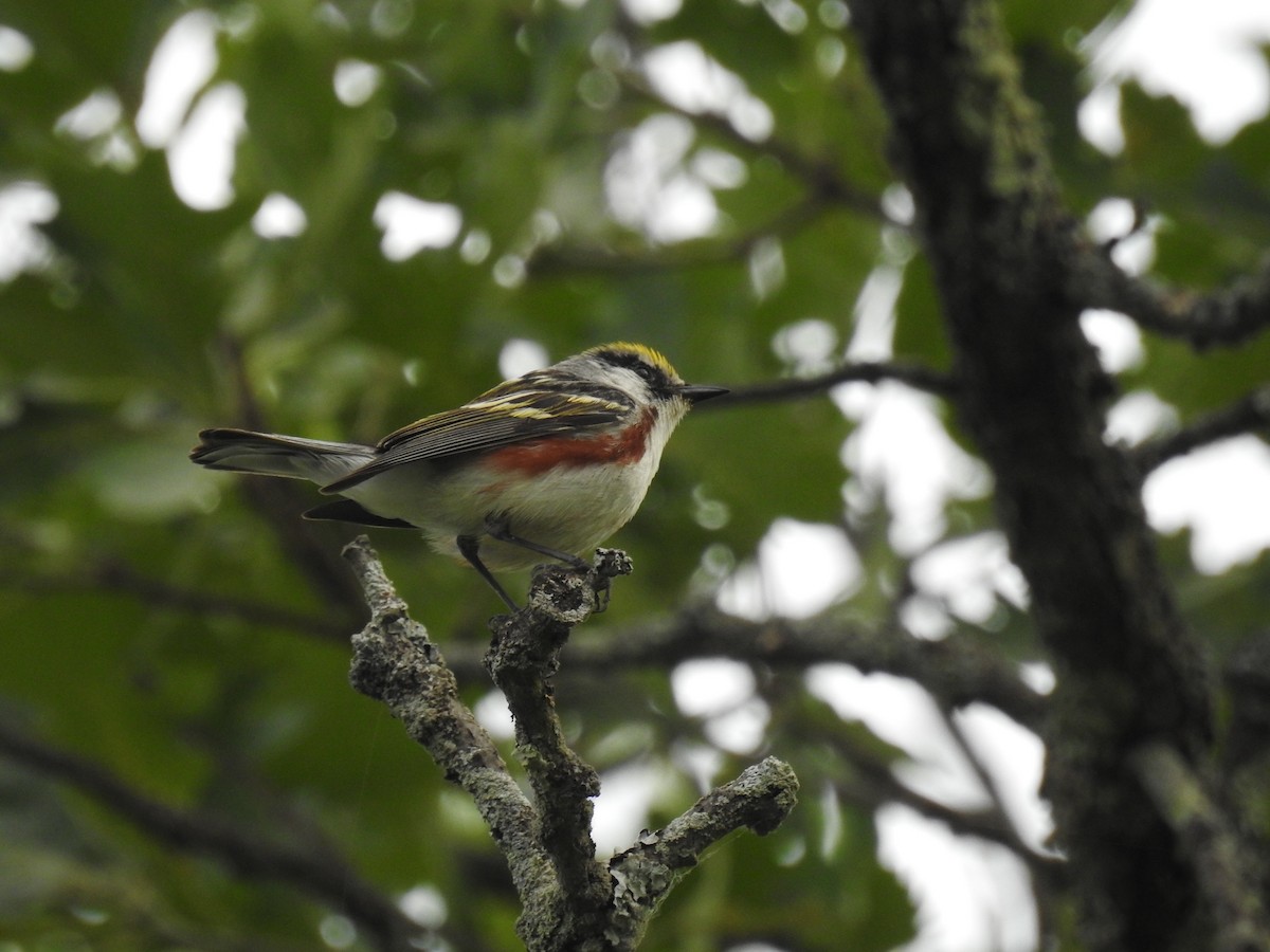 Chestnut-sided Warbler - Shea Tiller