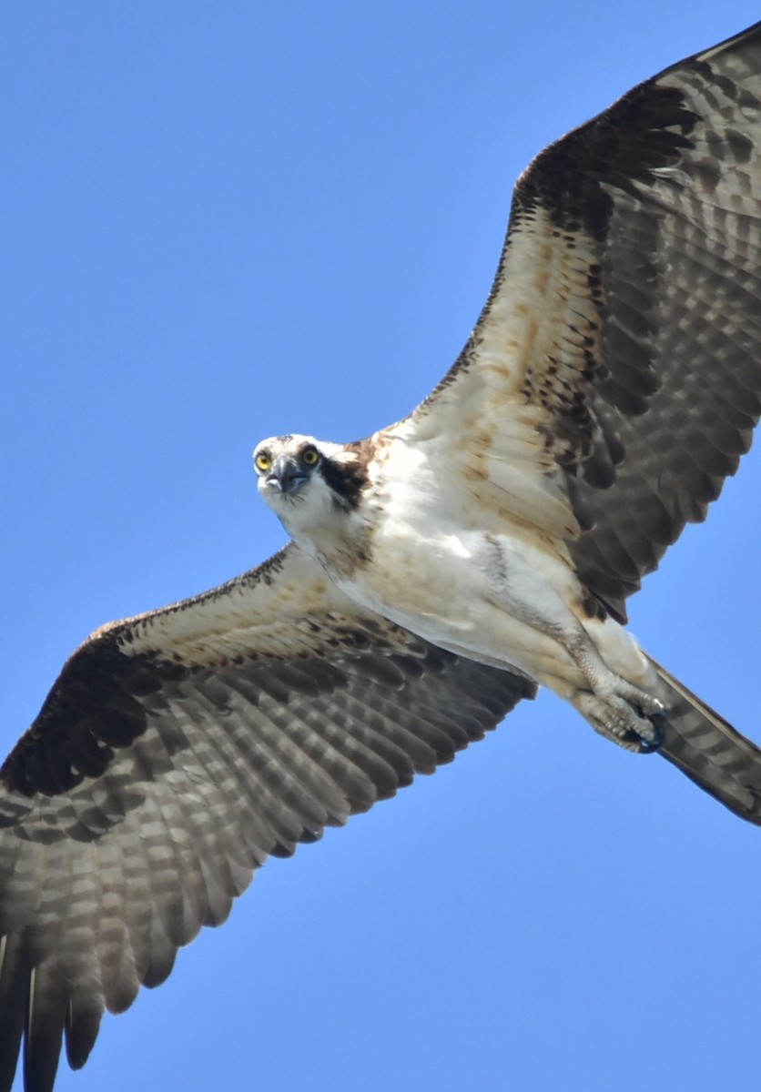 Osprey - ML108081531