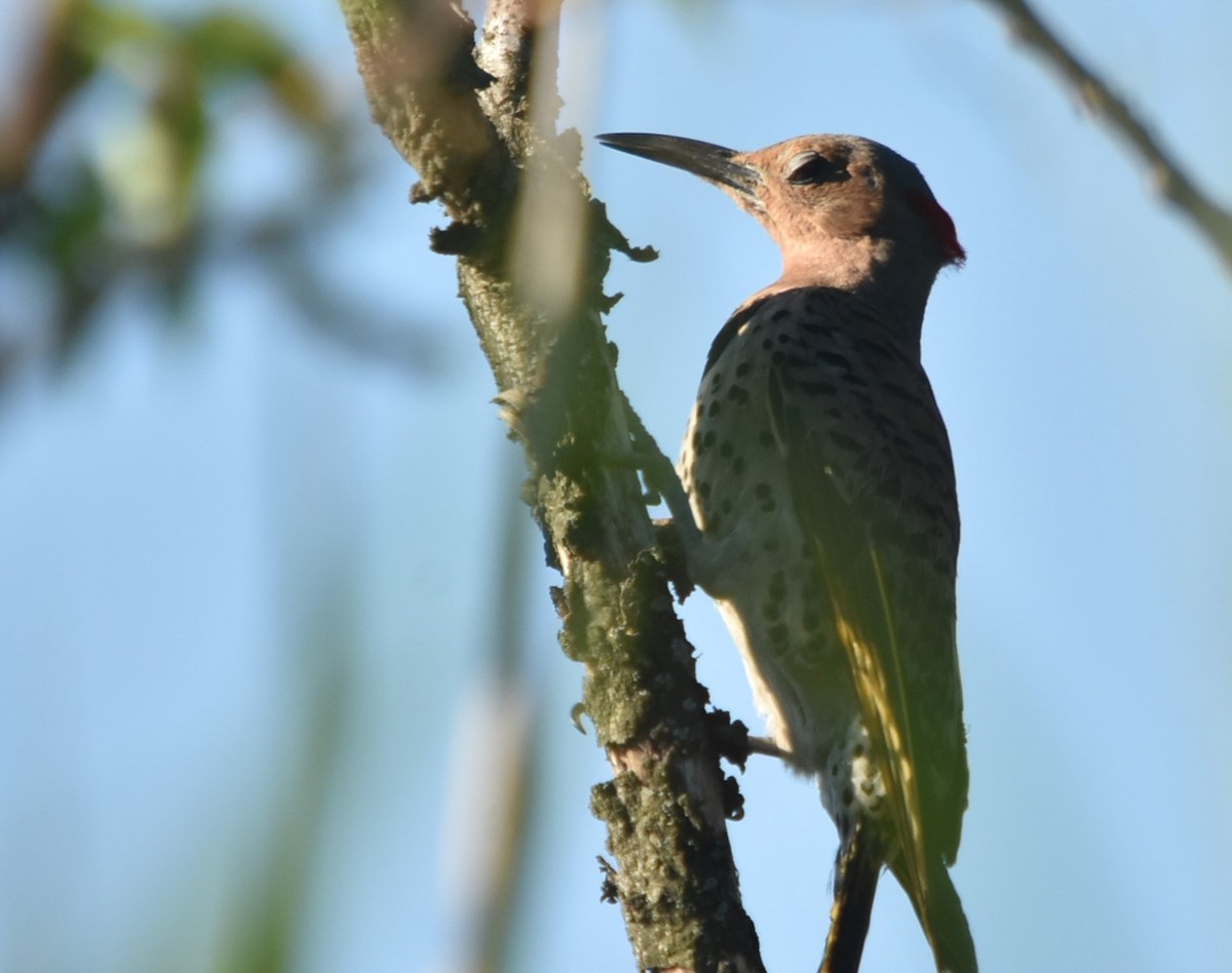 Northern Flicker - ML108081711