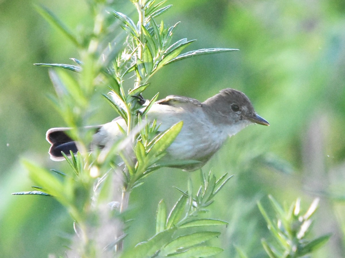 Willow Flycatcher - ML108081771