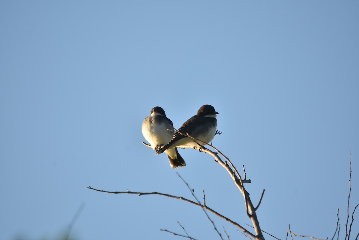 Eastern Kingbird - ML108083691