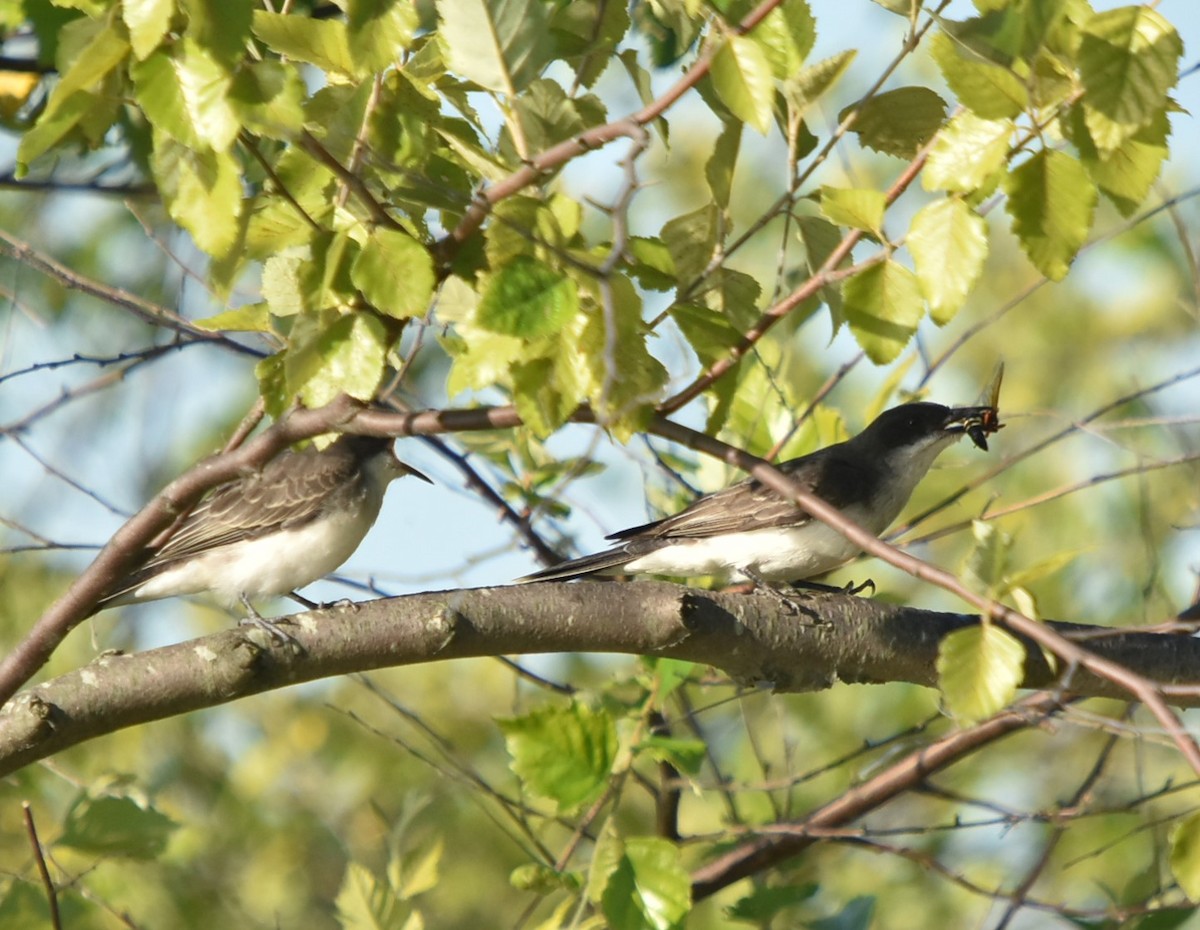 Eastern Kingbird - ML108083781