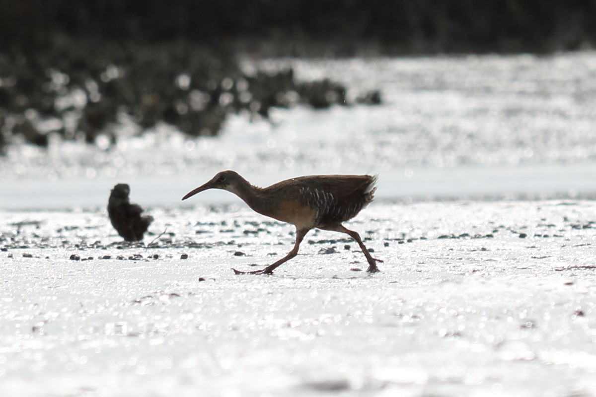 Clapper Rail - ML108085321