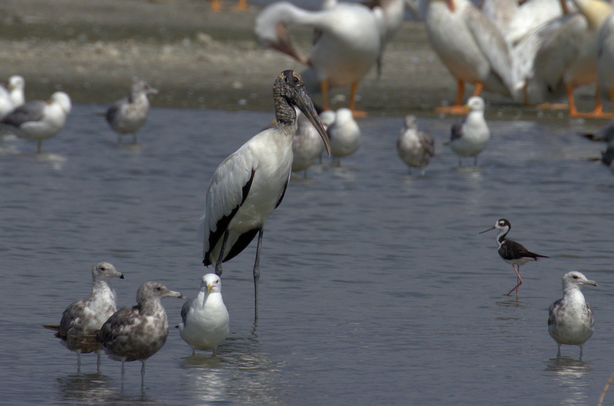 Wood Stork - Curtis Marantz
