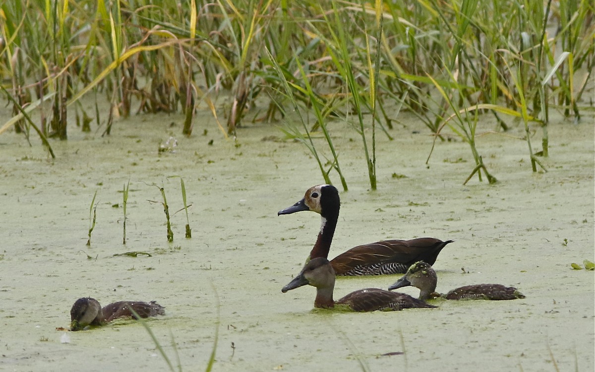White-faced Whistling-Duck - Don Roberson