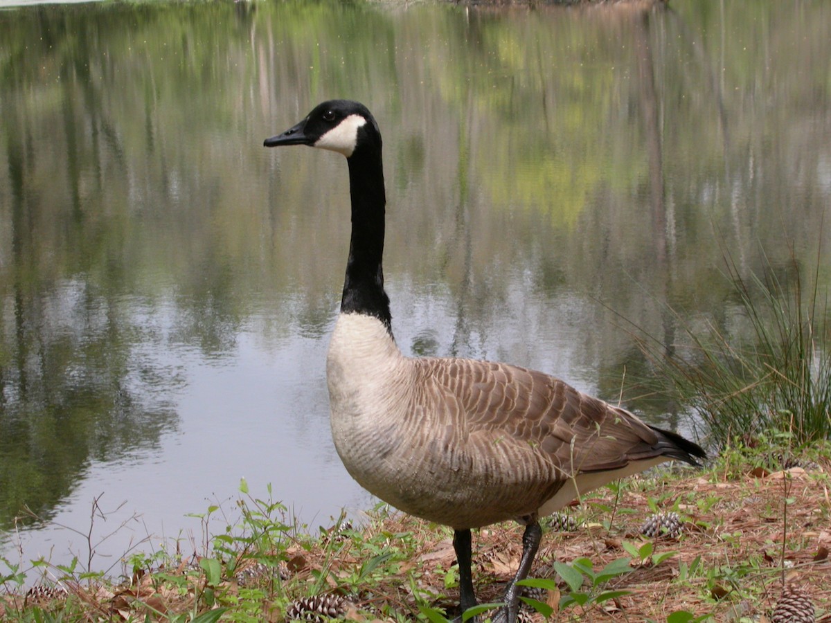 Canada Goose - ML108088261