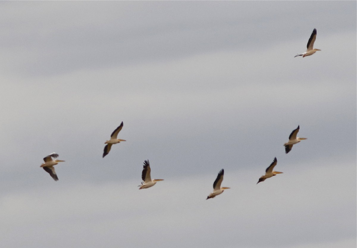 Great White Pelican - ML108088571