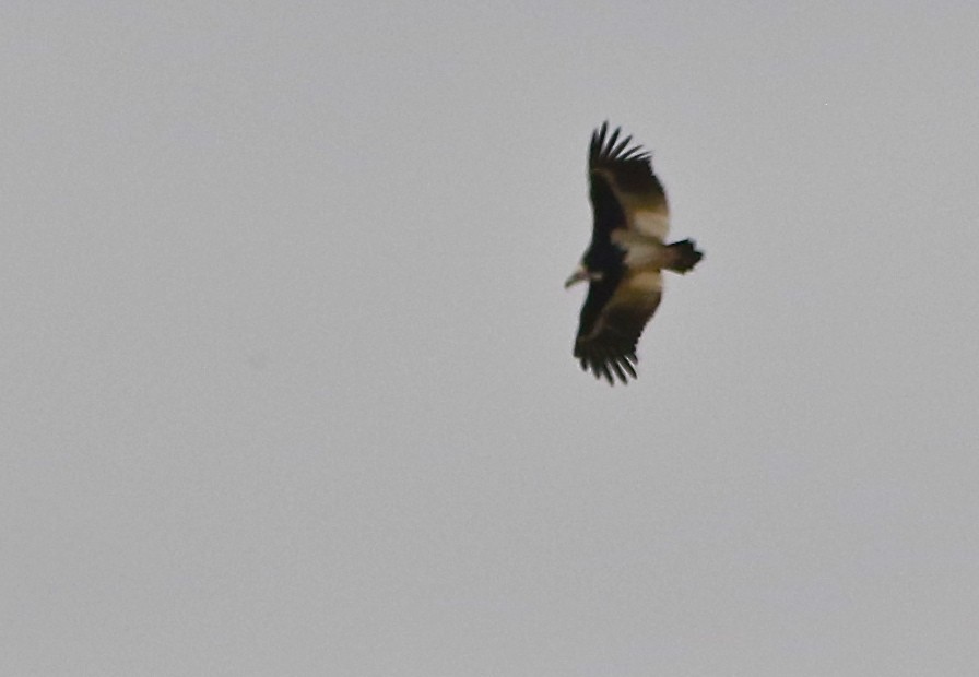 White-headed Vulture - ML108088931