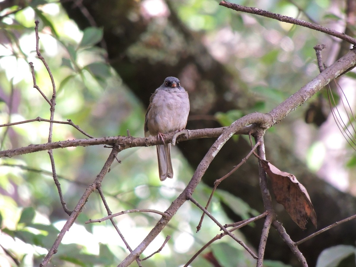 Yellow-eyed Junco - ML108089041