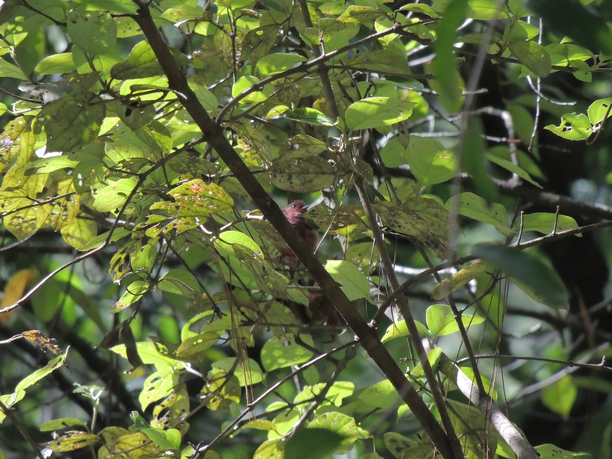 Pink-headed Warbler - ML108089291