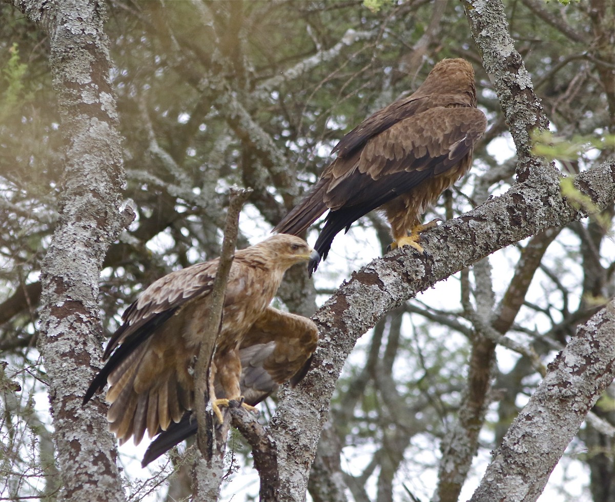 Tawny Eagle - ML108089461