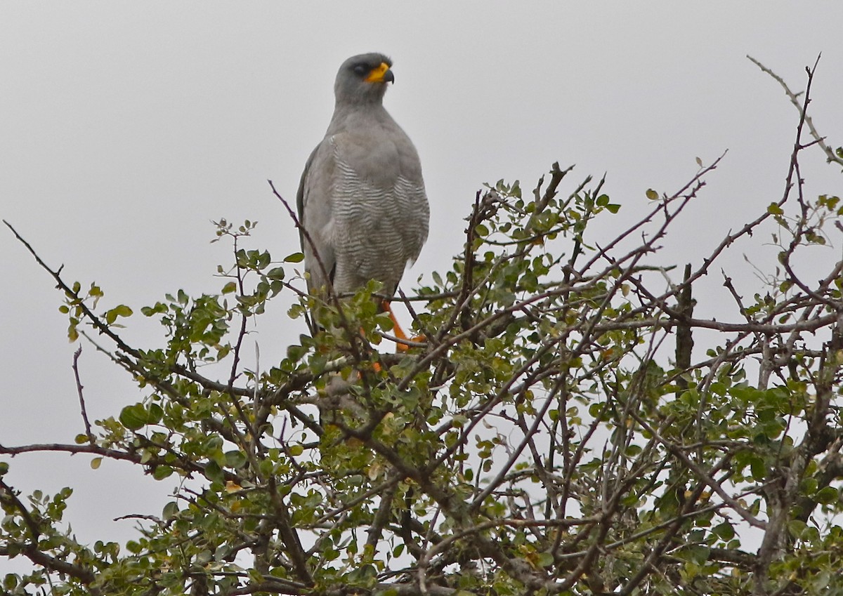 Autour à ailes grises - ML108089661