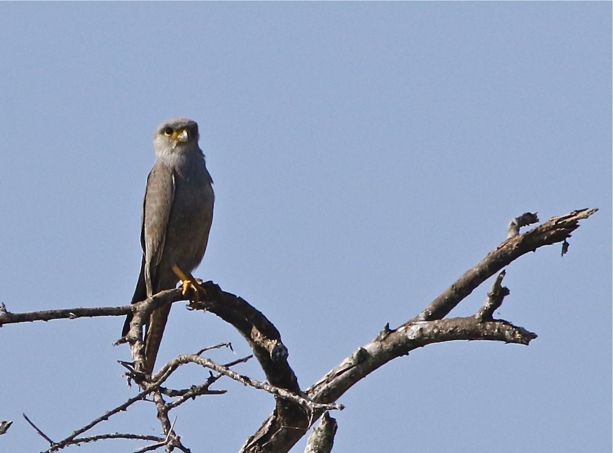 Gray Kestrel - ML108089991