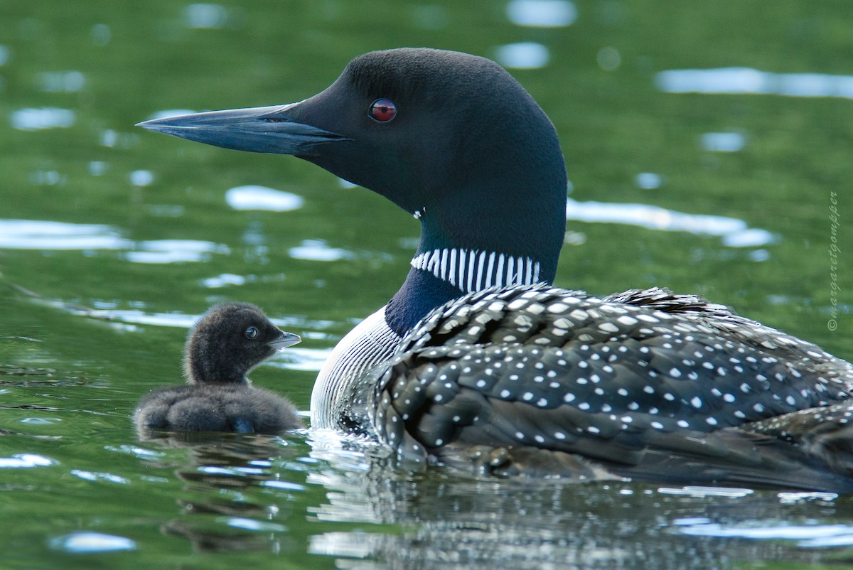 ML108090071 - Common Loon - Macaulay Library