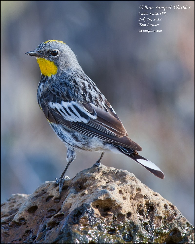 Yellow-rumped Warbler - Tom Lawler