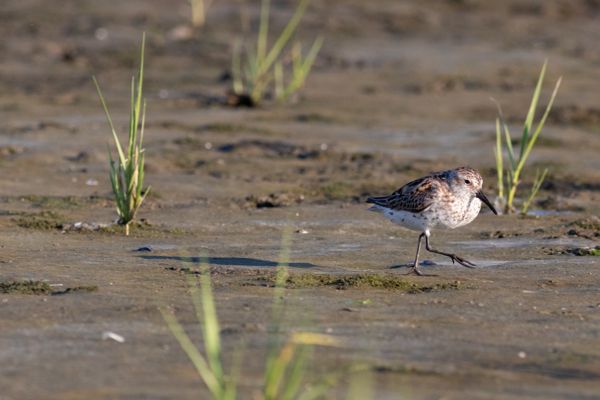 Western Sandpiper - ML108090481