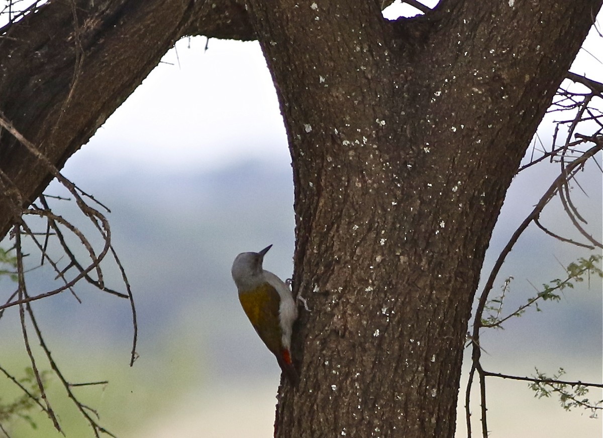 Mountain Gray Woodpecker - ML108090641