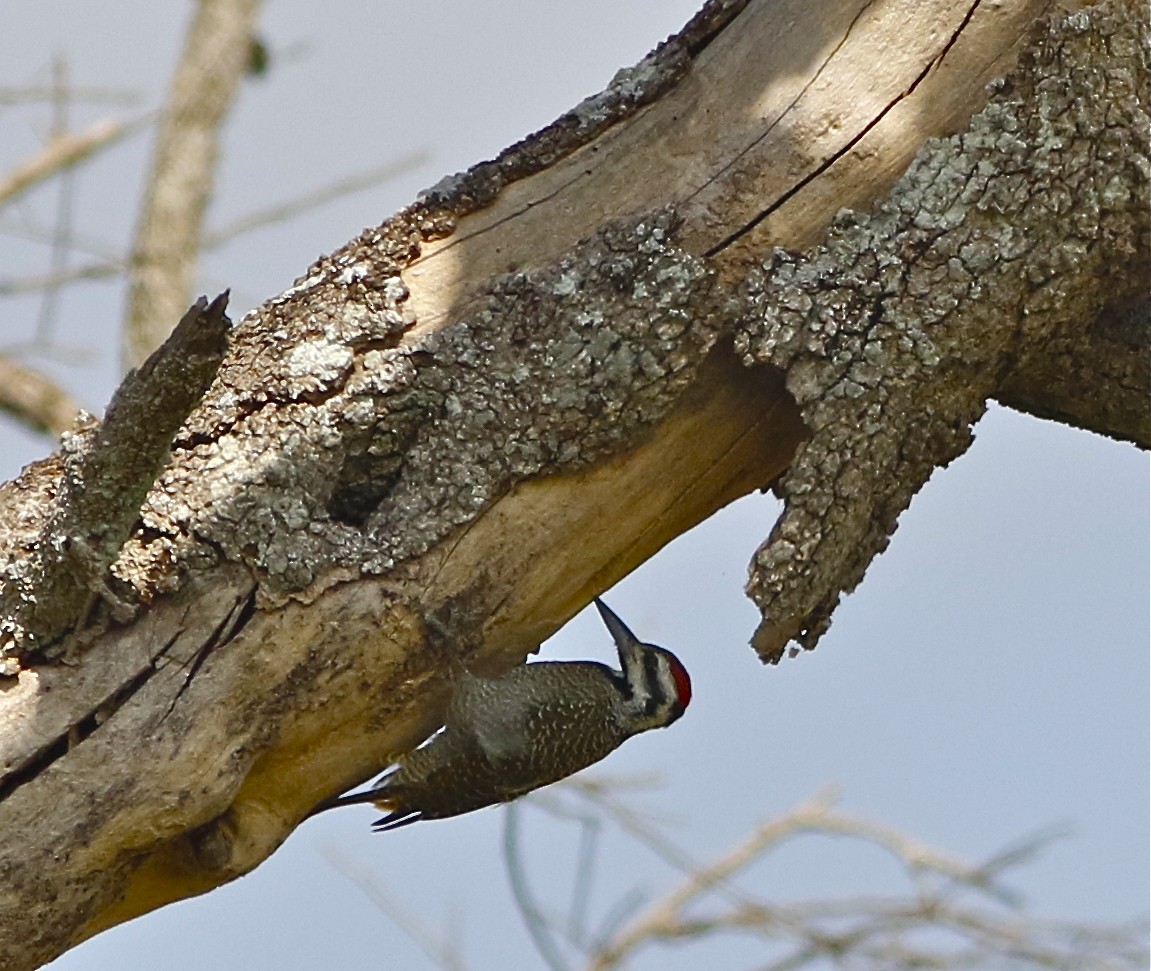 Bearded Woodpecker - ML108090891