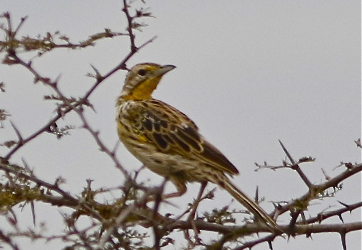 Pangani Longclaw - ML108090991