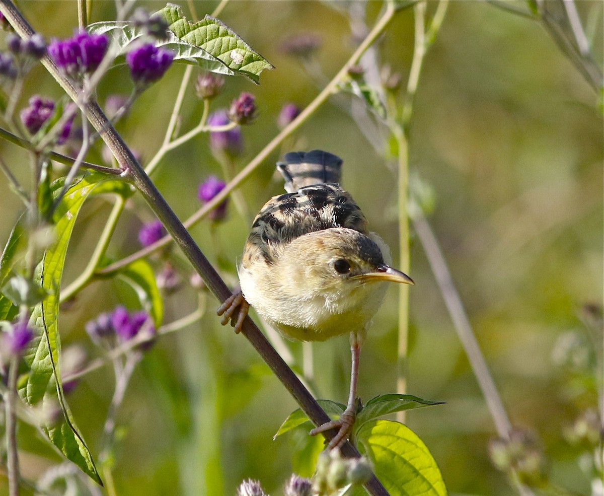 Winding Cisticola - Don Roberson