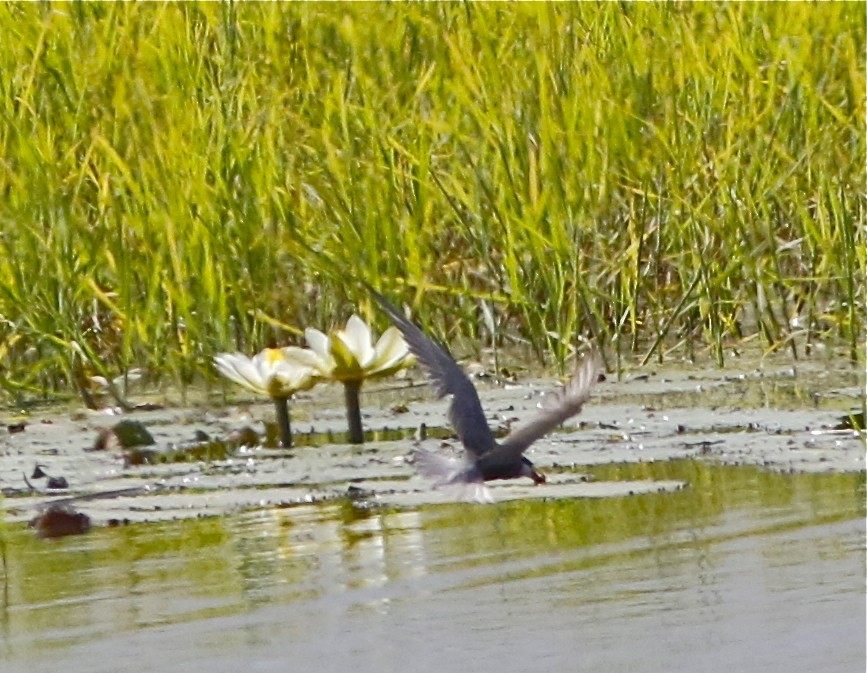 Whiskered Tern - ML108091121