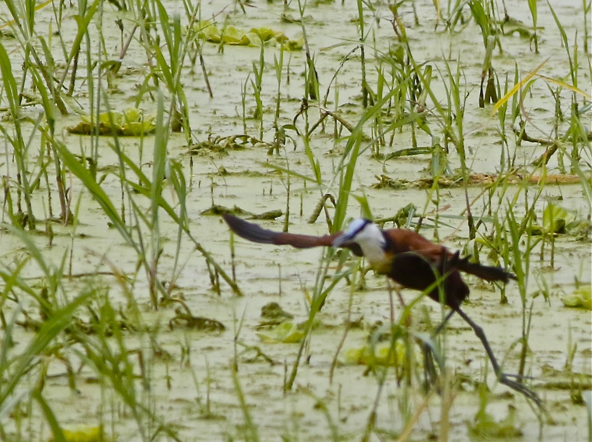 Jacana à poitrine dorée - ML108091171