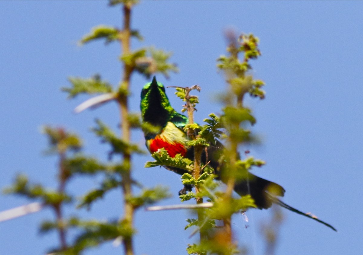 Beautiful Sunbird - ML108092071