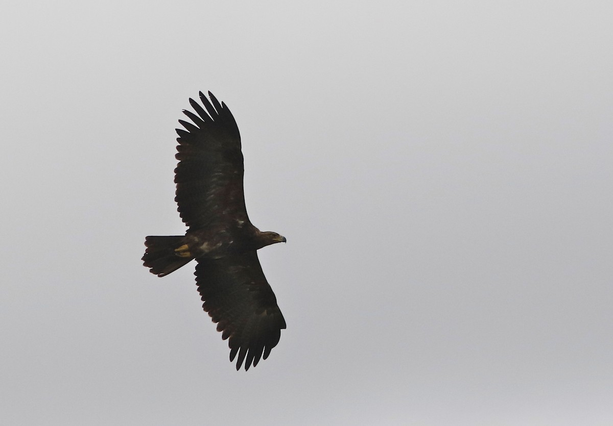 Wahlberg's Eagle - ML108092161