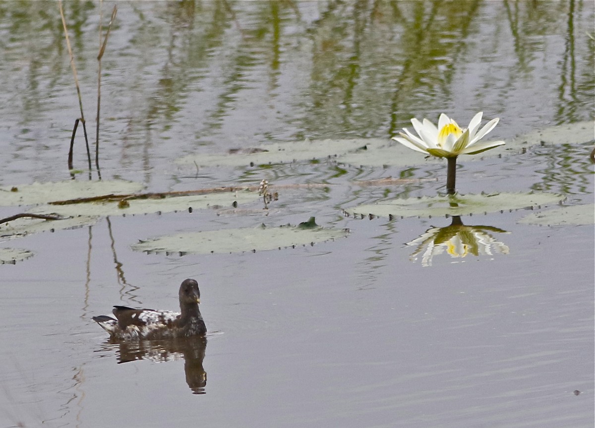 Gallinule poule-d'eau - ML108092401