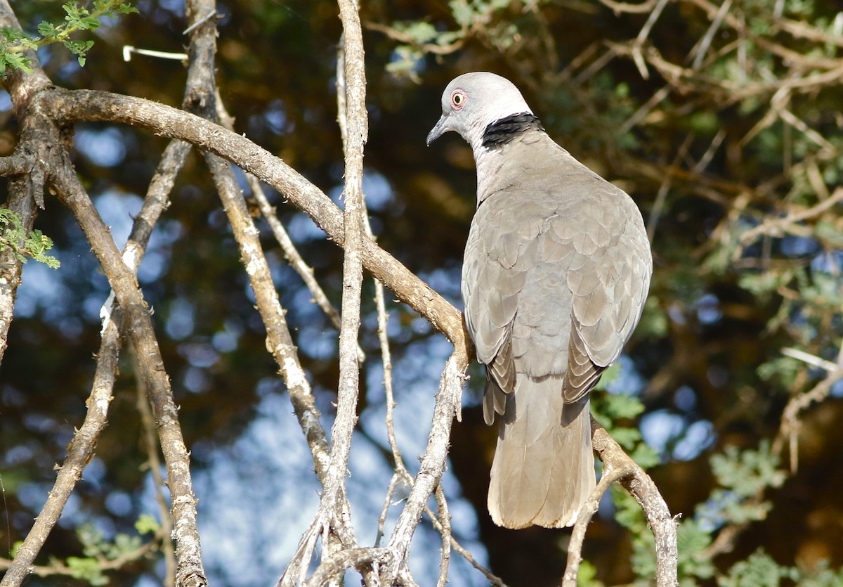 Mourning Collared-Dove - ML108092911