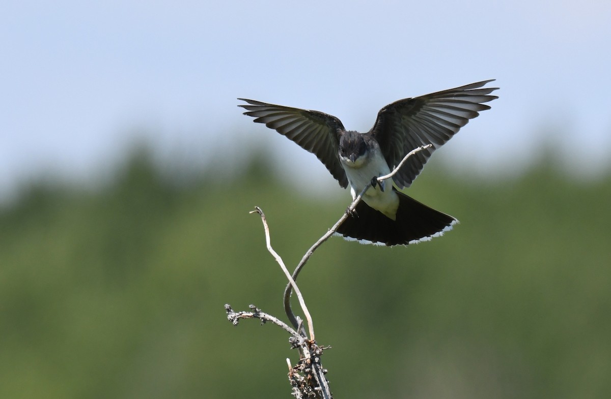 Eastern Kingbird - ML108093641