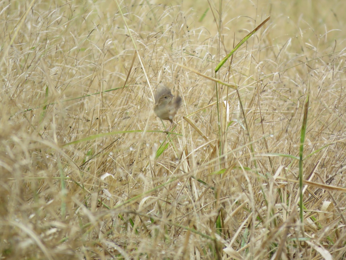 Grass Wren - ML108093761