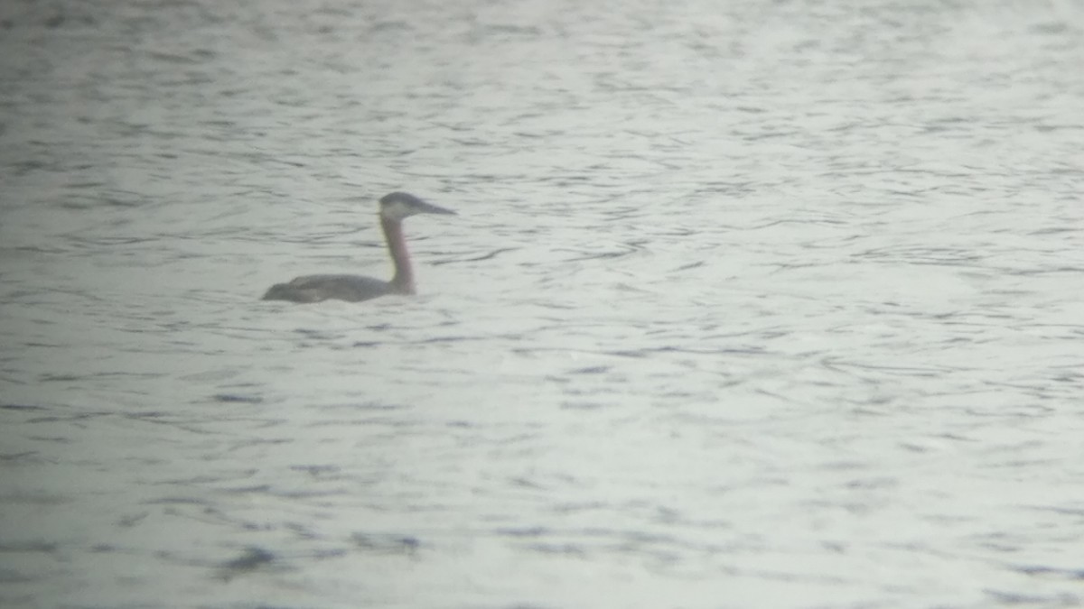 Red-necked Grebe - ML108094411