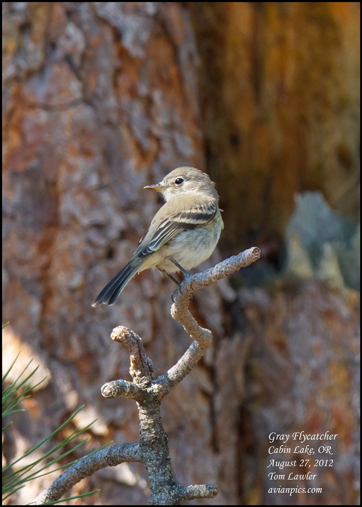 Gray Flycatcher - Tom Lawler