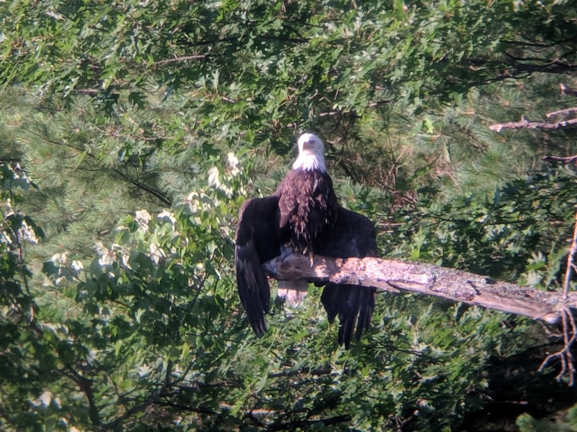 Bald Eagle - ML108095791